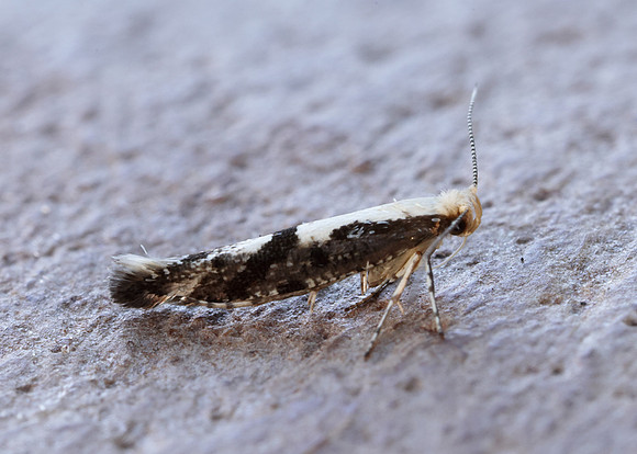 20.019 BF418 Apple Fruit Moth Argyresthia conjugella