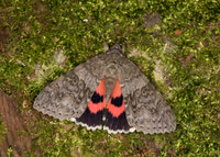 Moth Selection Box