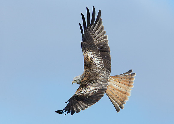 Red Kite Milvus milvus