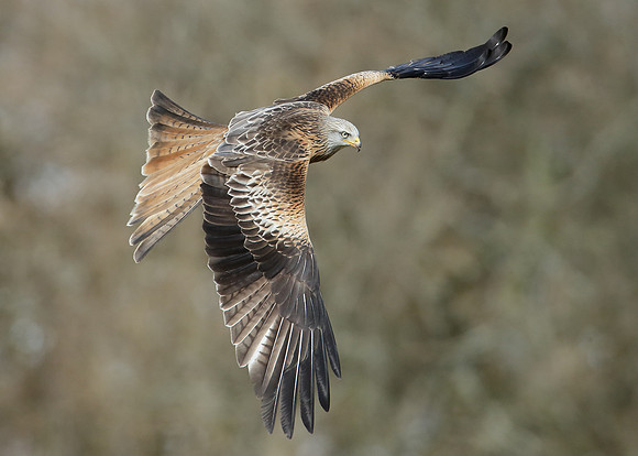 Red Kite Milvus milvus