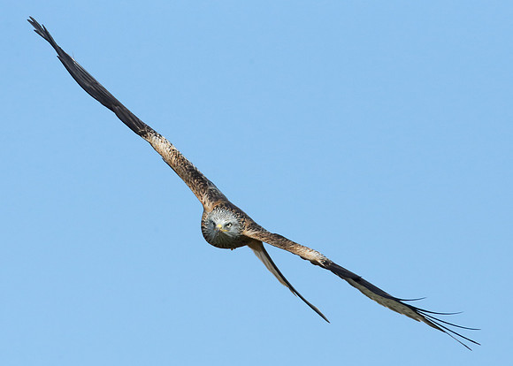Red Kite Milvus milvus
