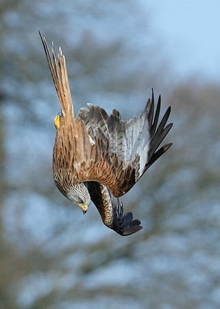 Red Kite Milvus milvus