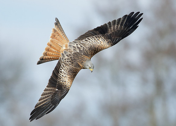 Red Kite Milvus milvus