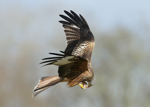 Red Kite Milvus milvus
