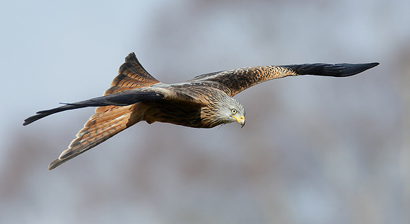 Red Kite Milvus milvus