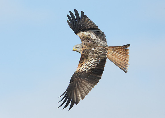 Red Kite Milvus milvus