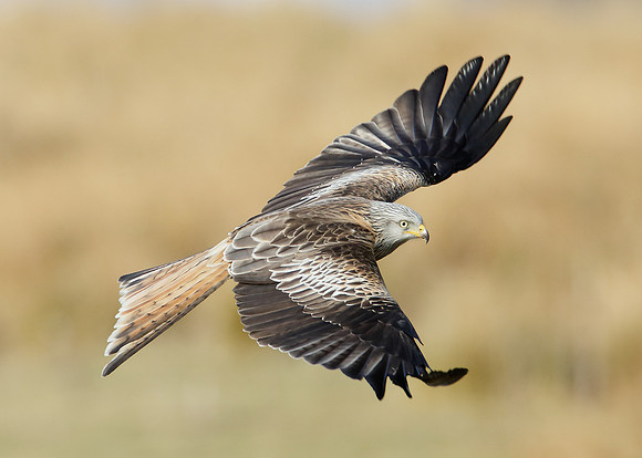 Red Kite Milvus milvus