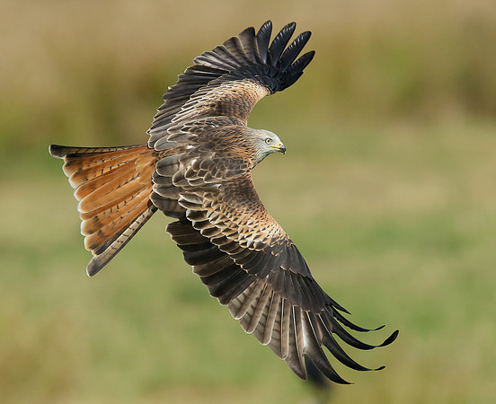 Red Kite Milvus milvus