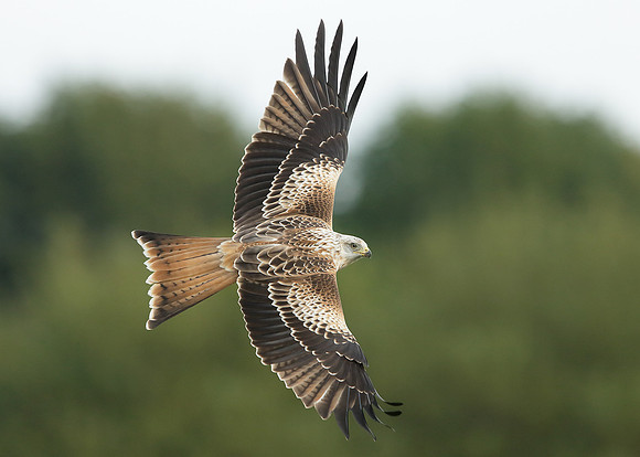 Red Kite Milvus milvus