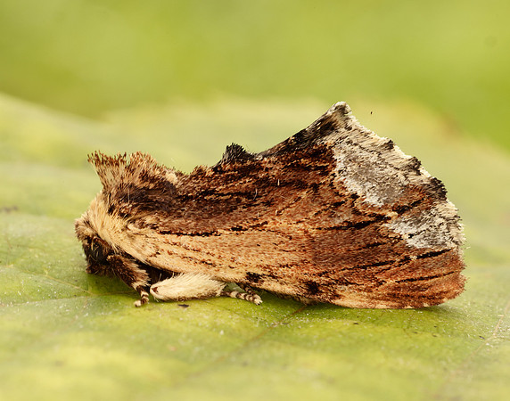 71.022 BF2009 Maple Prominent Ptilodon cucullina