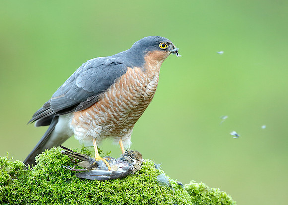 Sparrowhawk Accipiter nisus