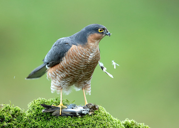 Sparrowhawk Accipiter nisus