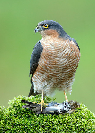 Sparrowhawk Accipiter nisus
