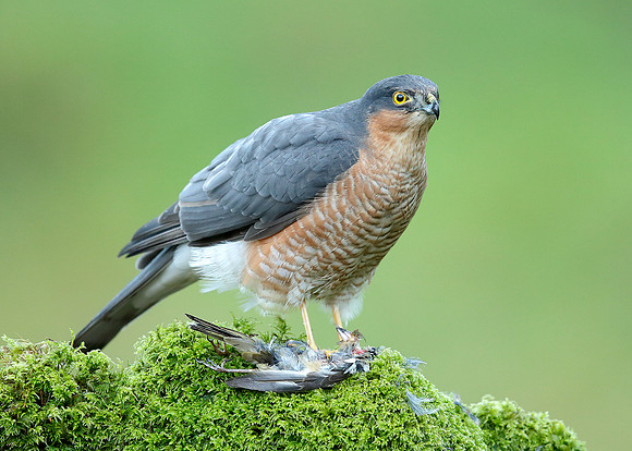 Sparrowhawk Accipiter nisus