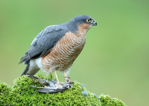 Sparrowhawk Accipiter nisus