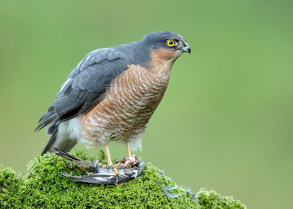 Sparrowhawk Accipiter nisus