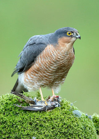 Sparrowhawk Accipiter nisus