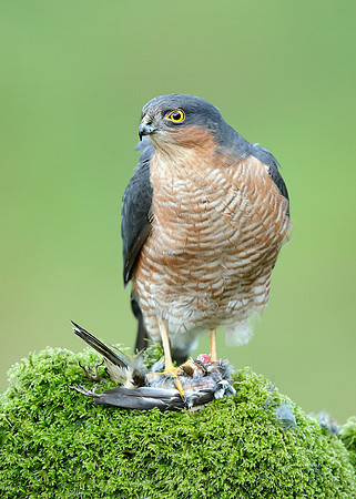Sparrowhawk Accipiter nisus