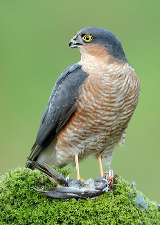 Sparrowhawk Accipiter nisus