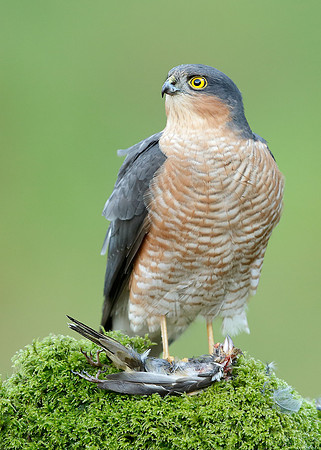 Sparrowhawk Accipiter nisus