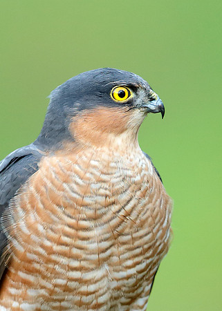 Sparrowhawk Accipiter nisus