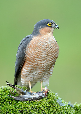 Sparrowhawk Accipiter nisus