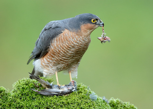Sparrowhawk Accipiter nisus