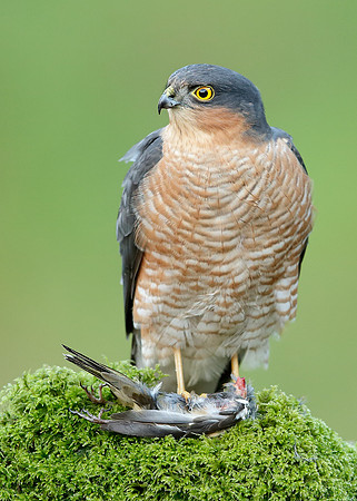 Sparrowhawk Accipiter nisus