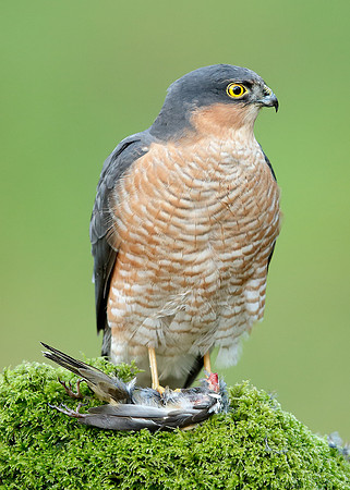 Sparrowhawk Accipiter nisus