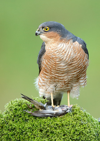Sparrowhawk Accipiter nisus
