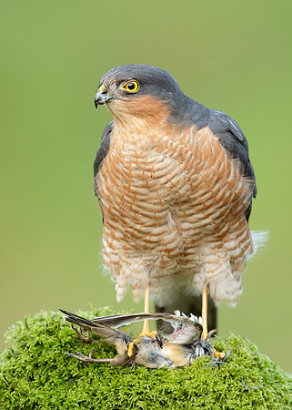 Sparrowhawk Accipiter nisus