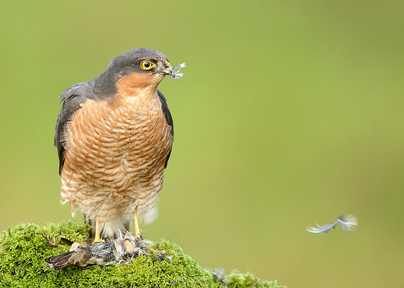 Sparrowhawk Accipiter nisus