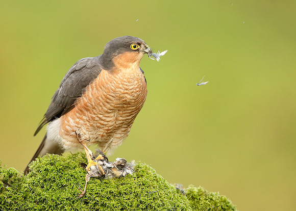 Sparrowhawk Accipiter nisus