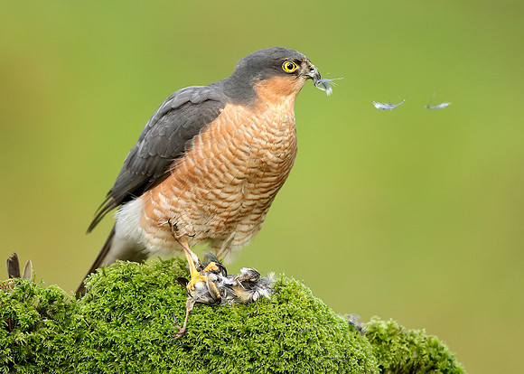 Sparrowhawk Accipiter nisus