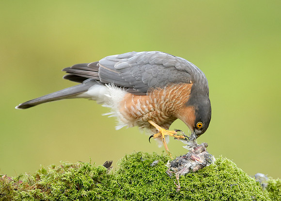 Sparrowhawk Accipiter nisus