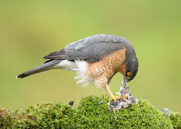 Sparrowhawk Accipiter nisus