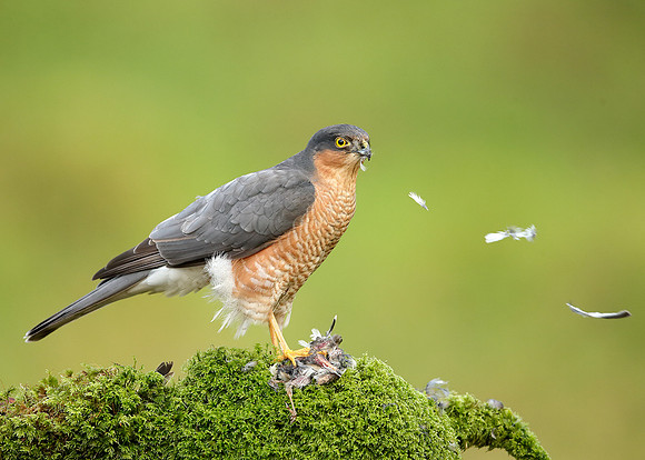 Sparrowhawk Accipiter nisus