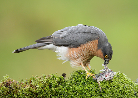 Sparrowhawk Accipiter nisus