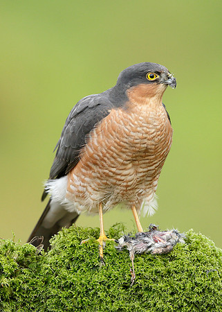 Sparrowhawk Accipiter nisus