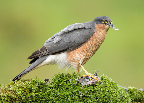 Sparrowhawk Accipiter nisus