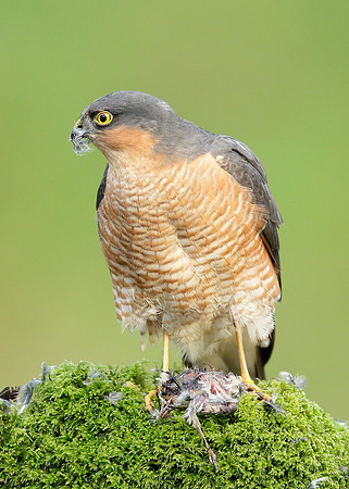 Sparrowhawk Accipiter nisus