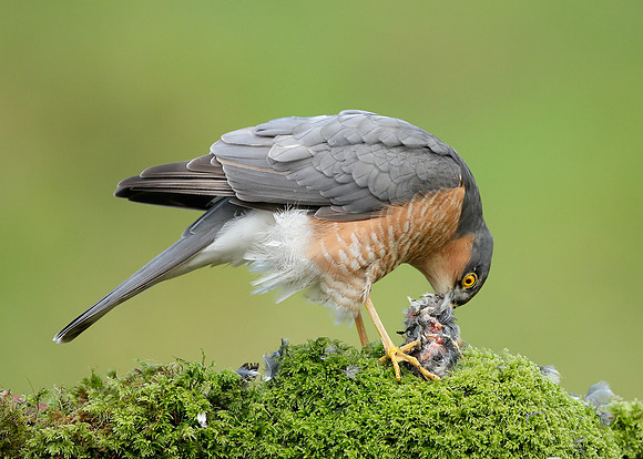 Sparrowhawk Accipiter nisus