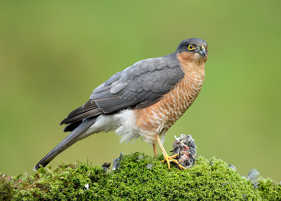 Sparrowhawk Accipiter nisus