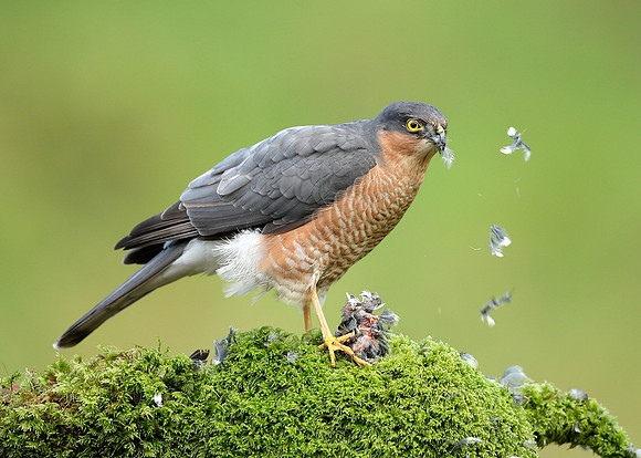 Sparrowhawk Accipiter nisus