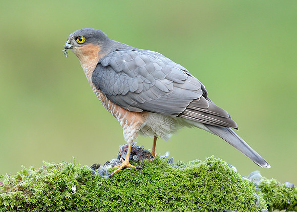 Sparrowhawk Accipiter nisus