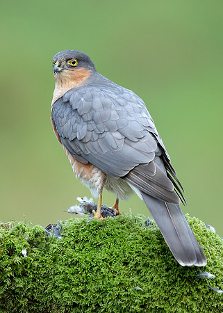 Sparrowhawk Accipiter nisus