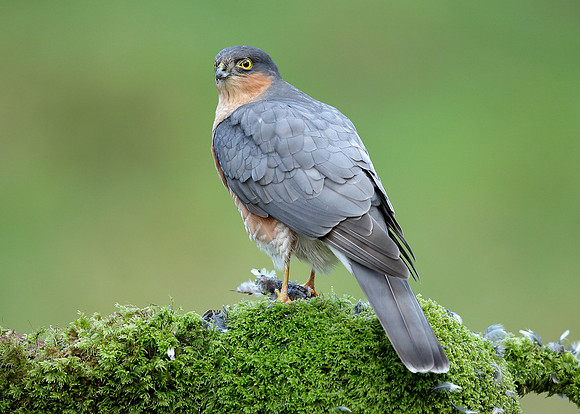 Sparrowhawk Accipiter nisus