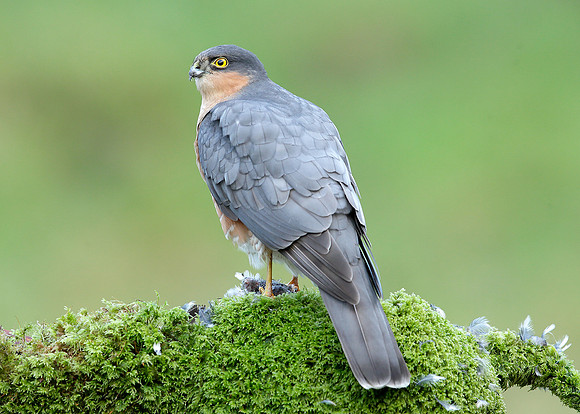 Sparrowhawk Accipiter nisus