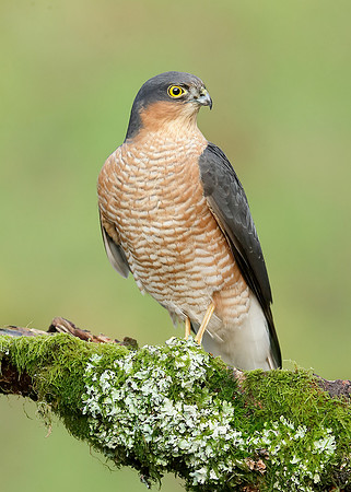 Sparrowhawk Accipiter nisus