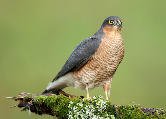 Sparrowhawk Accipiter nisus
